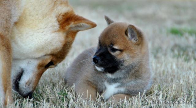 chiot Shiba inu à donner 