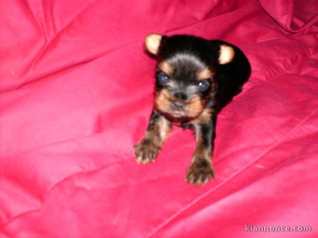 chiot Yorkshire terrier disponible 