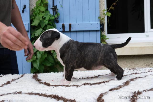 chiot bull terrier mâle disponible 