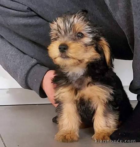 chiot Yorkshire terrier mâle 