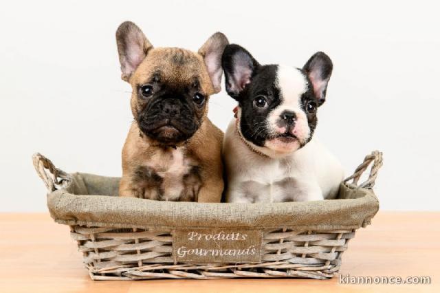 Adoption chiot bouledogue français 