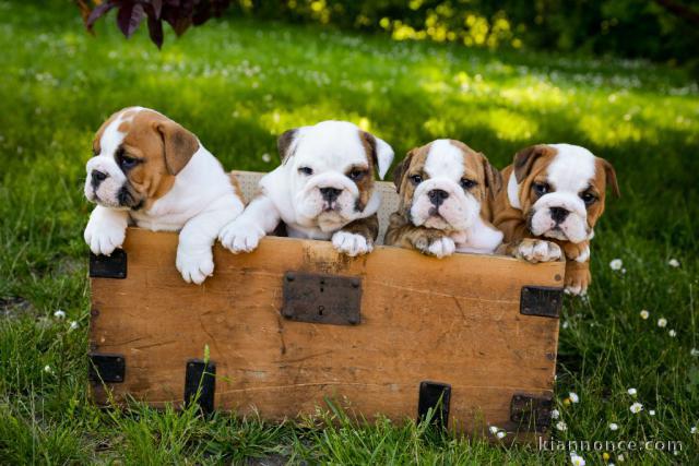 Chiots bulldog anglais lof 