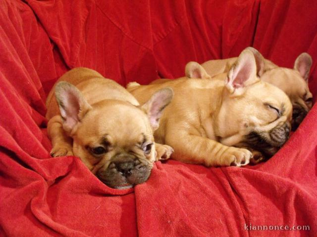chiot bouledogue français lof