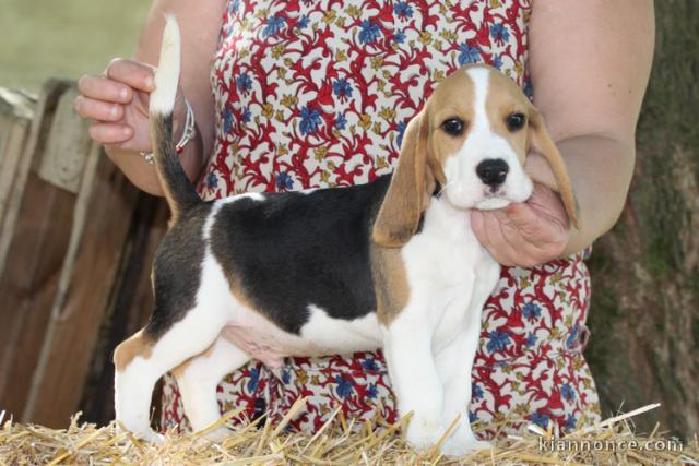chiot beagle à donner 