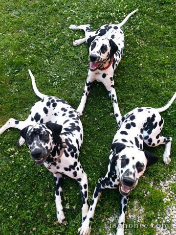 chiot dalmatien à donner 