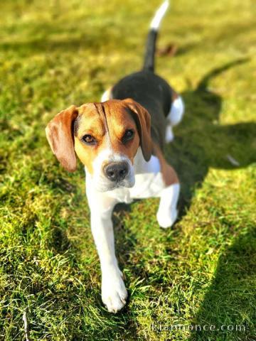 Chiot beagle à donner 
