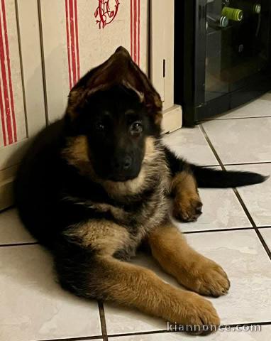 Je donne chiot berger allemand disponible 