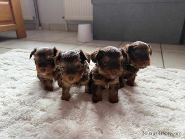 Adoption chiot Yorkshire disponible 