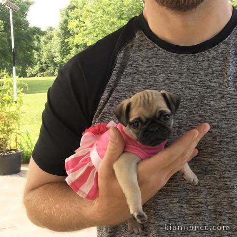 adorable chiot bouledogue français 