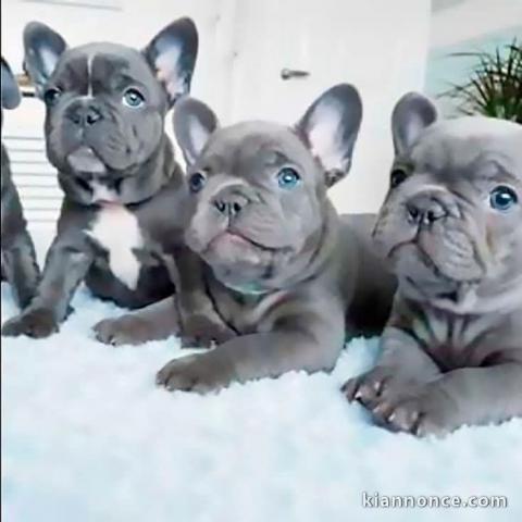 Adoption chiot bouledogue français 