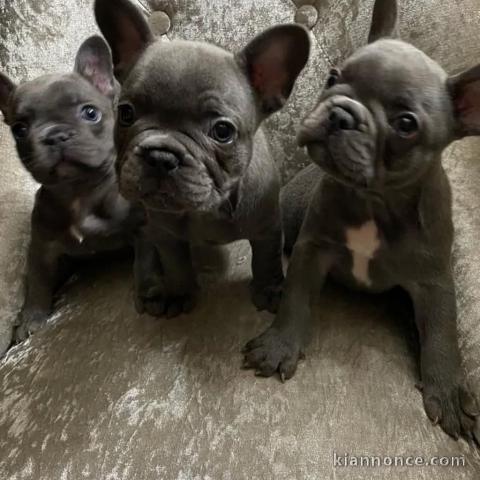 Dons chiot bouledogue français