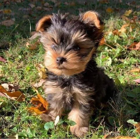 chiot Yorkshire terrier disponible 