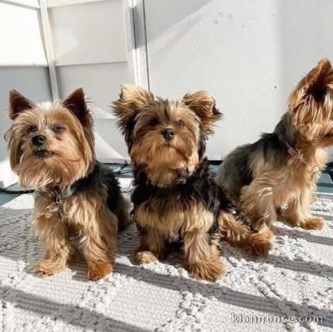 chiot Yorkshire terrier disponible pour adoption 