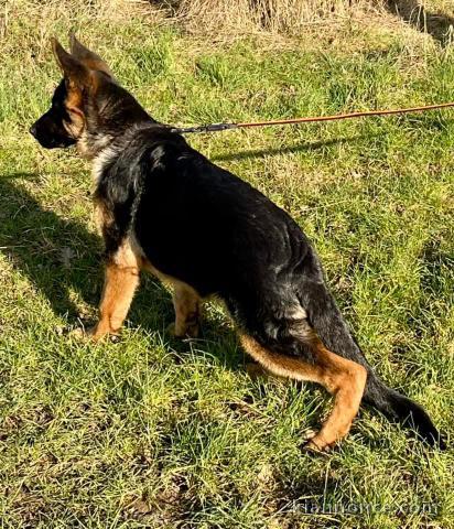 chiot berger allemand lof à donner 