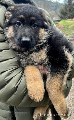 Je donne chiot berger allemand 