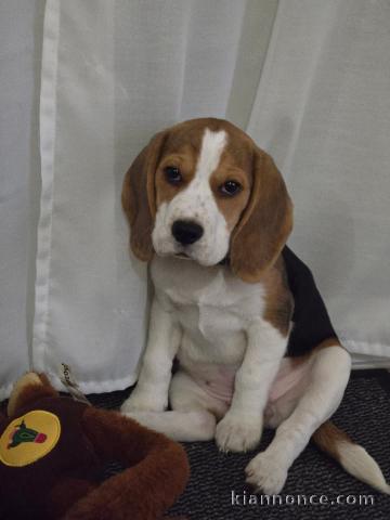 chiot beagle disponible pour adoption 