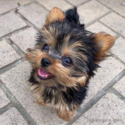 chiot Yorkshire disponible 