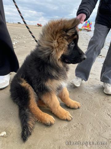 chiot berger allemand lof 