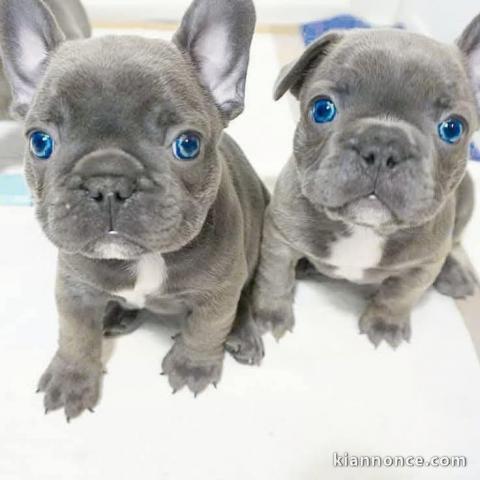chiot bouledogue français à adopter 