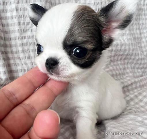 chiot chihuahua adorable 