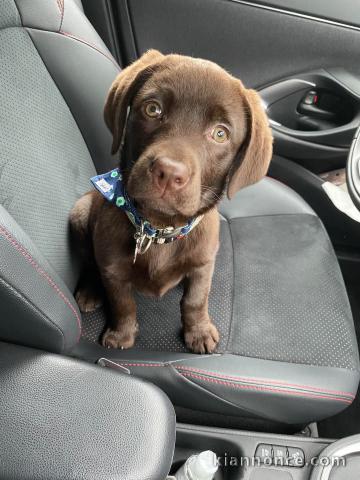chiot labrador retriever chocolat disponible 