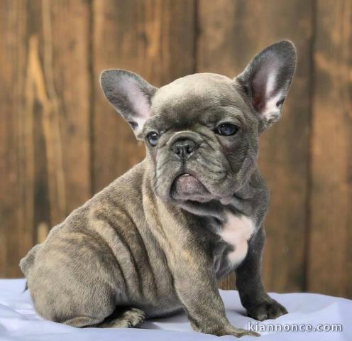 chiot bouledogue français à adopter 