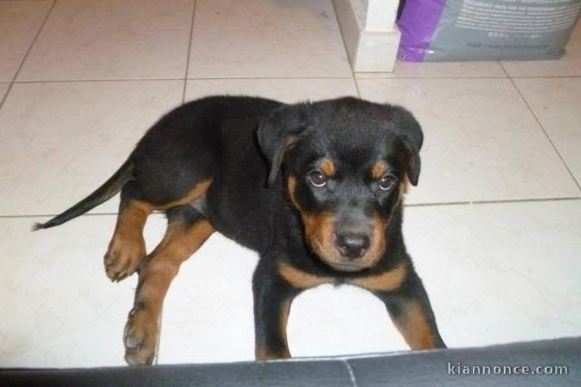 Chiot rottweiler à donner 