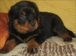 Je donne chiot rottweiler disponible 