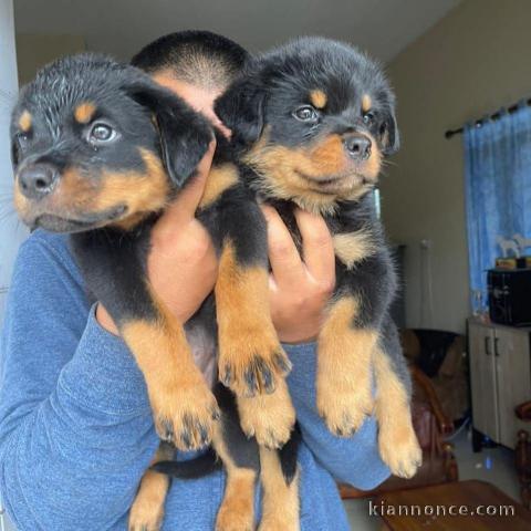 chiot rottweiler à donner 