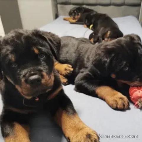 chiot rottweiler à donner 