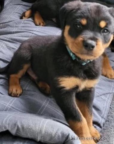 Chiot rottweiler lof mâle à donner 