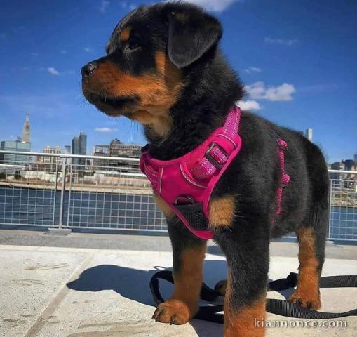 Chiot rottweiler à donner 