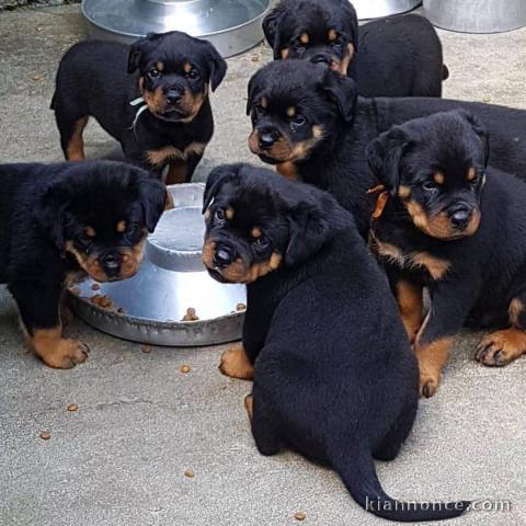 chiot rottweiler à donner 