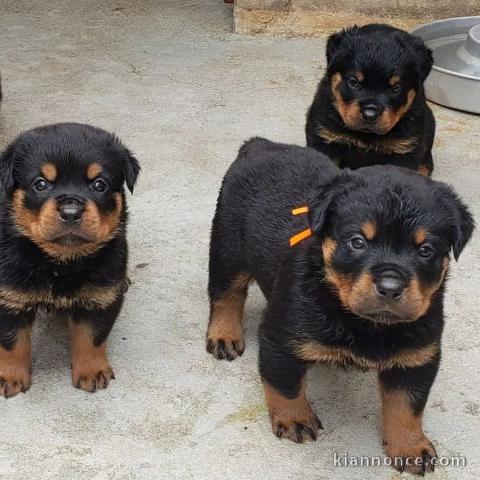 chiot rottweiler à donner 