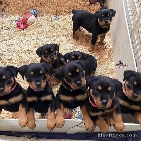 Adoption chiot rottweiler disponible 