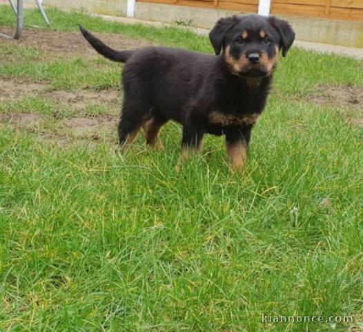 chiot rottweiler à donner 