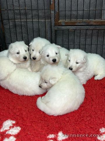 chiot berger blanc suisse lof 