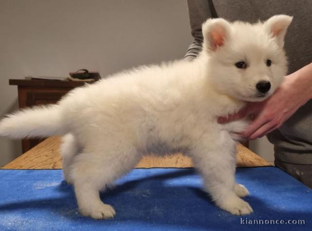 chiot berger blanc suisse lof disponible 