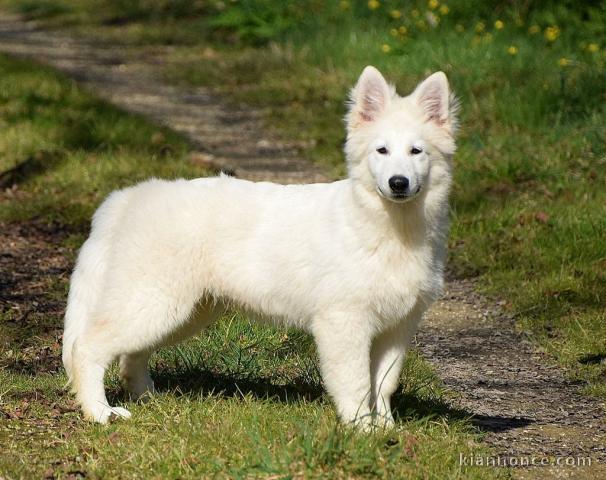 chiot berger blanc suisse lof disponible 