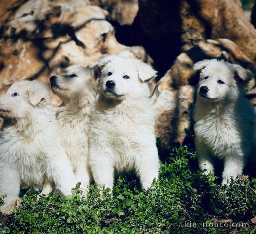 chiot berger blanc suisse lof 