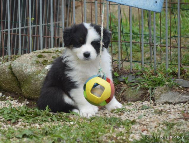 chiot berger australien disponible 