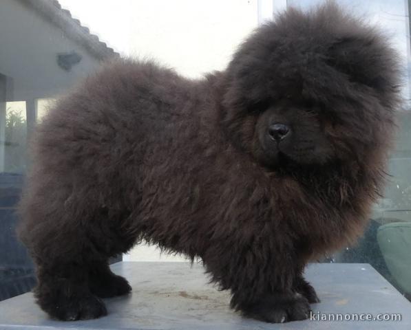 chiot chow-chow à donner 