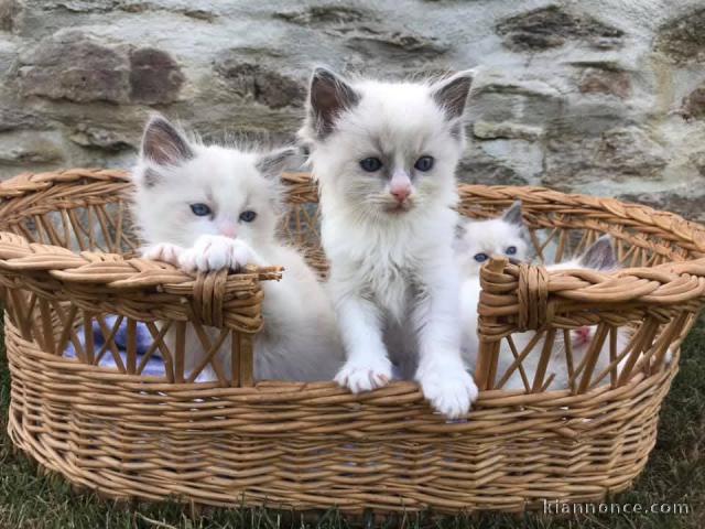 Adorable chaton ragdoll LOOF 