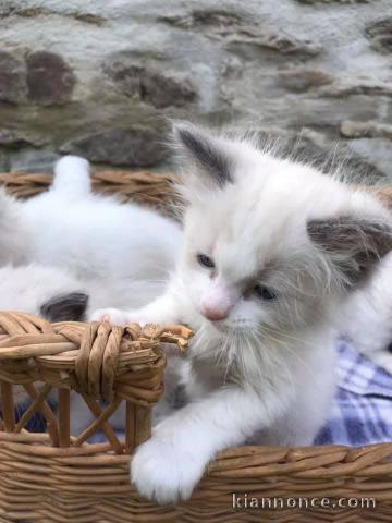 Je donne chaton disponible 
