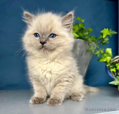 Chaton ragdoll mâle à donner 