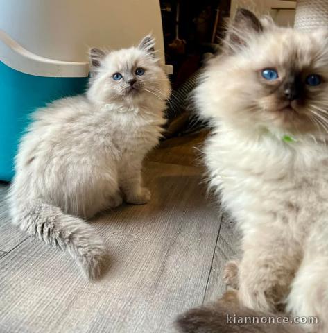Je donne chaton ragdoll 