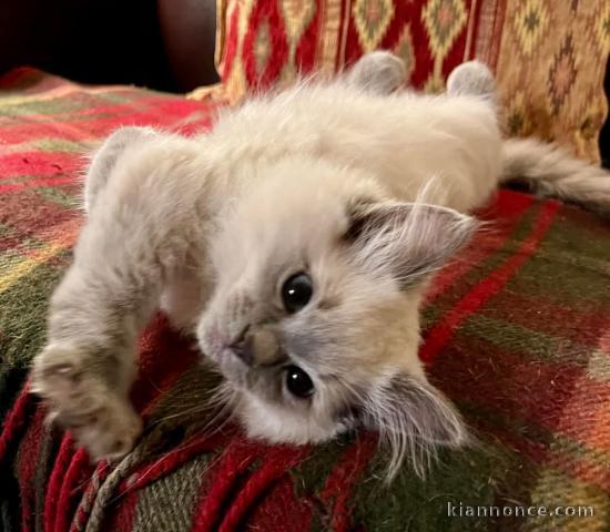 Un mâle chaton ragdoll disponible 