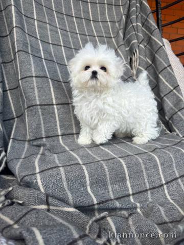 Chiot bichon maltais à adopter 