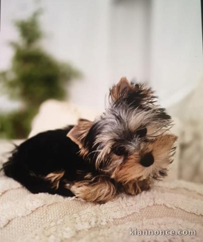 Chiot Yorkshire terrier disponible 