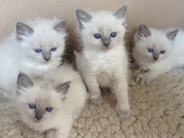 Chaton ragdoll pour adoption 